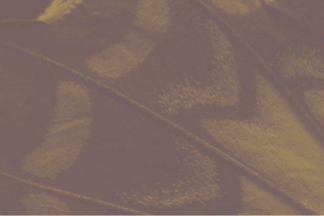 大阪・関西万博「ファッションと環境：テキスタイル産業の足跡とサステナブルな未来」パネルディスカッションに登壇します